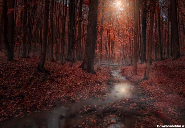 تصویر باکیفیت فصل پاییز در جنگل