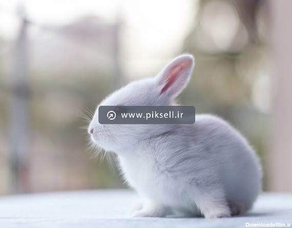 دانلود عکس با کیفیت از خرگوش بامزه سفید