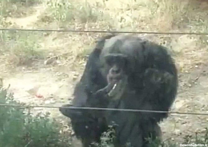تصاویری از سیگار کشیدن یک شامپانزه در باغ وحش چین - تسنیم