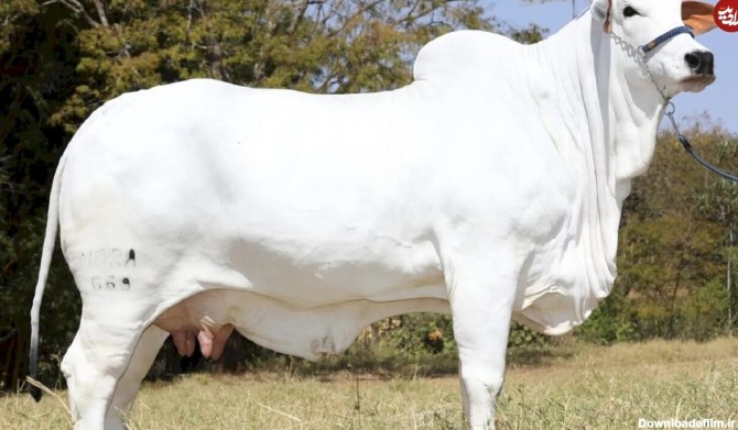 قیمت باورنکردنی گران‌ ترین گاو دنیا؛ بیش از ۲۰۰ میلیارد تومان!+ عکس