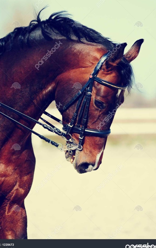 اسب نر قهوه ای پرتره اسب ورزشی قهوه ای سوار بر اسب اسب با تجربه ...