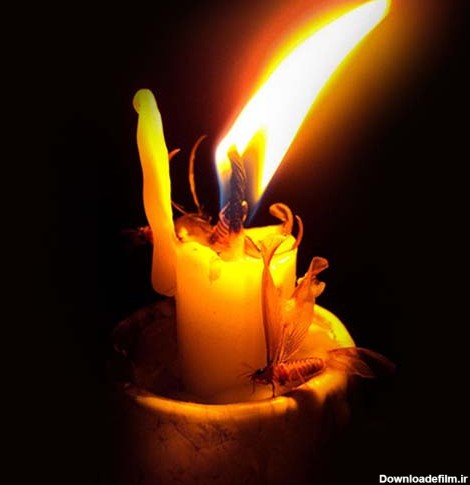 dearyourselfd: وفای شمع را نازم كه بعد از سوختن هر دم https ...