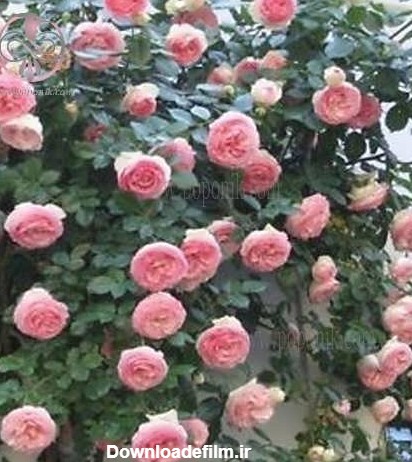 بذر گل رز رونده صورتی به همراه آموزش کاشت گل رز رونده - پوپونیک
