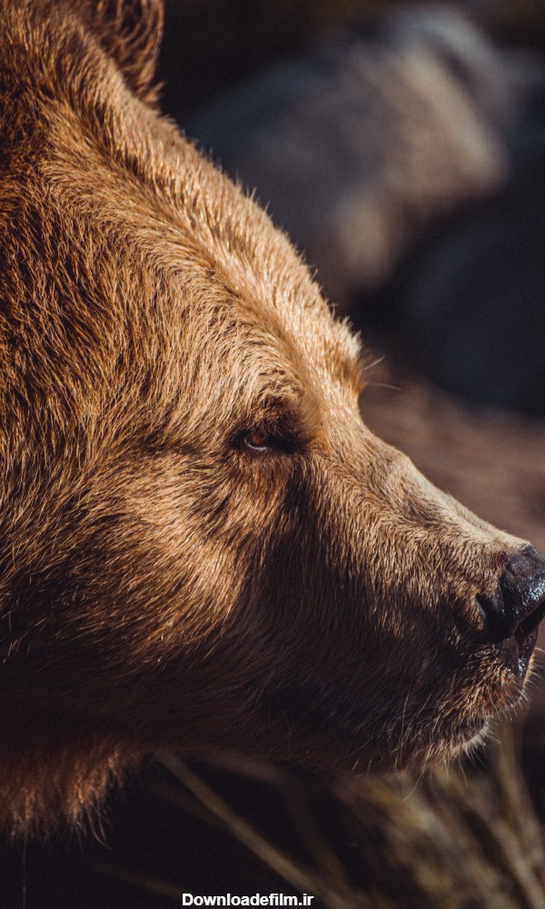 عکس خرس قهوه ای HD - مجله نورگرام