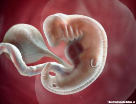 عکس جنین در هفته 6 بارداری
