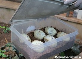 تخم‌های مار پیتون بسته به جایی که مار پیتون آنها را می‌گذارد متفاوت به نظر می‌رسند. آنها معمولا سفید و چاق هستند.