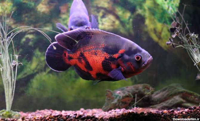 ماهی اسکار :: persianpet