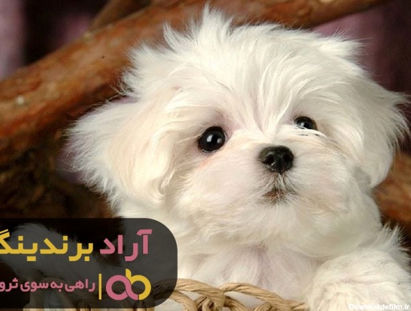 فروش سگ جیبی در زنجان سرو صدا به پا کرد