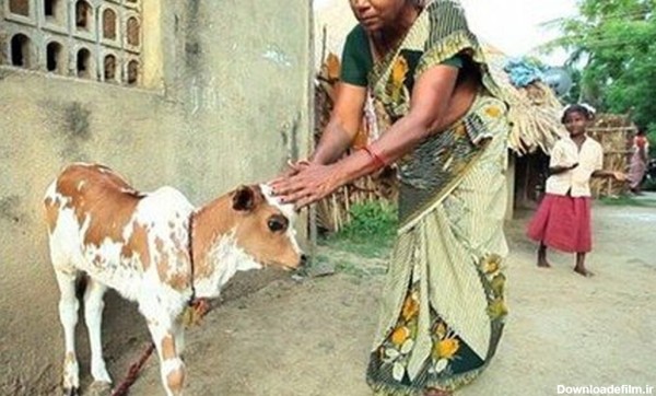 گاو سه دست و گوساله سه چشم در هند (عکس)