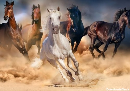 اسب های وحشی عکس باکیفیت عکس با کیفیت و وکتور لایه باز پارس استاک ...