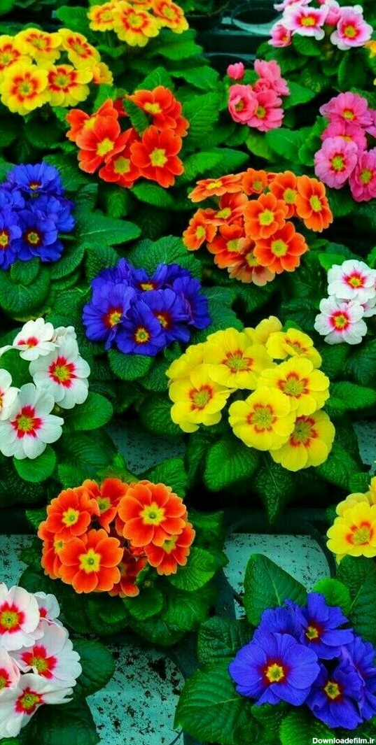 پس زمینه گلهای رنگارنگ🍀👧✨🚺💆🍀🌻👸🌸🌸😍 - عکس ویسگون