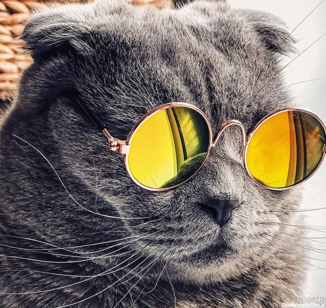 عکس گربه عینکی برای پروفایل