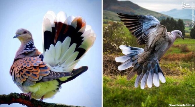مشرق نیوز - عکس/ زیباترین کبوتر جهان