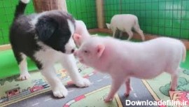 بازی توله سگ با بچه خوک
