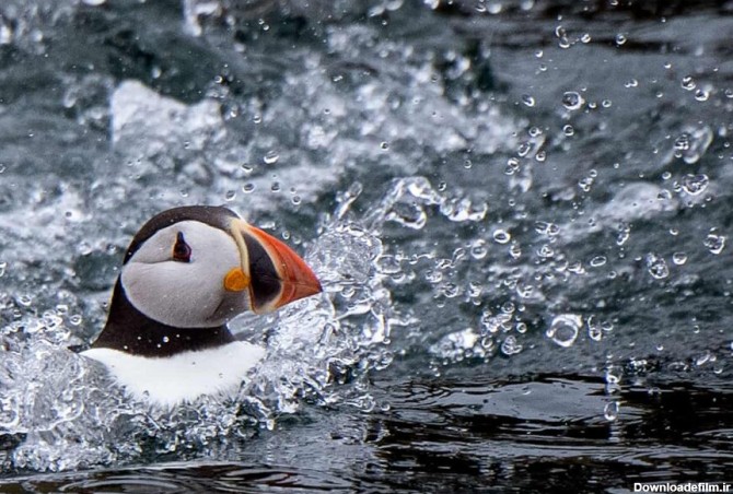 عکس روز| طوطی دریایی - همشهری آنلاین