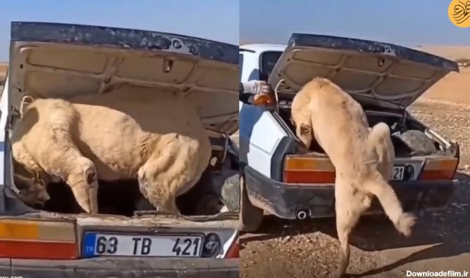 فرارو | (ویدئو) تلاش حیوانی شبیه شیر برای ورود به خودرو