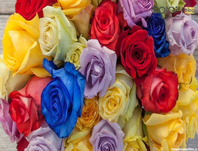 معانی مختلف رنگ گل رز | گل گیفت