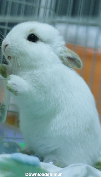 عکس خرگوش واقعی ناز