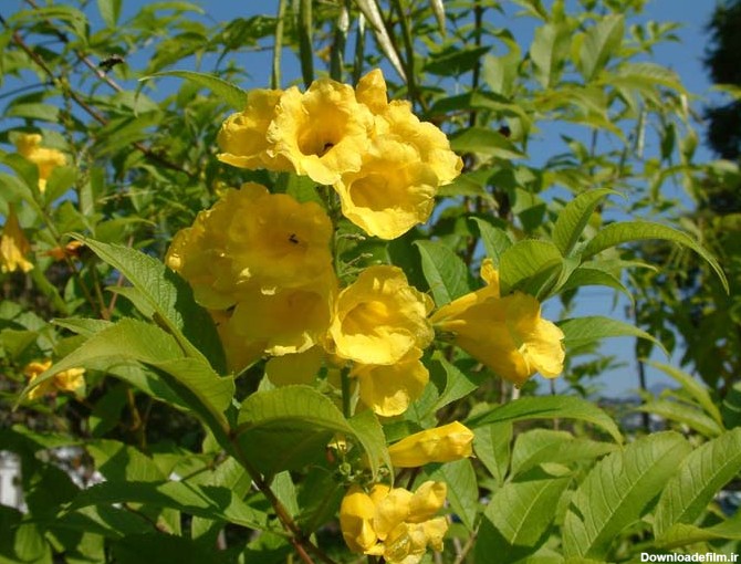 بذر گل تکوما یا شیپور طلایی به همراه معرفی و راهنمای کامل کاشت