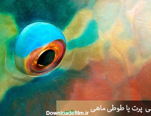 تصویر چشم طوطی ماهی