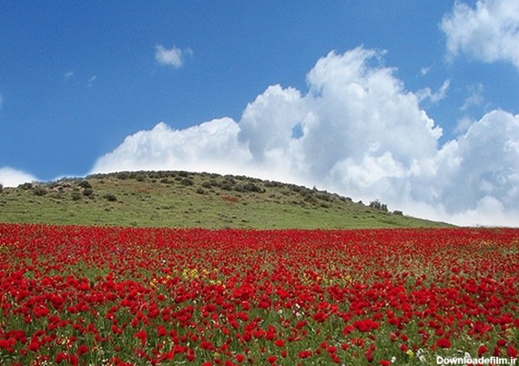 افغانستان؛ لاله‌‌‌های سرخ «شادیان»و قله‌های سپید«هندوکش»+عکس و ...