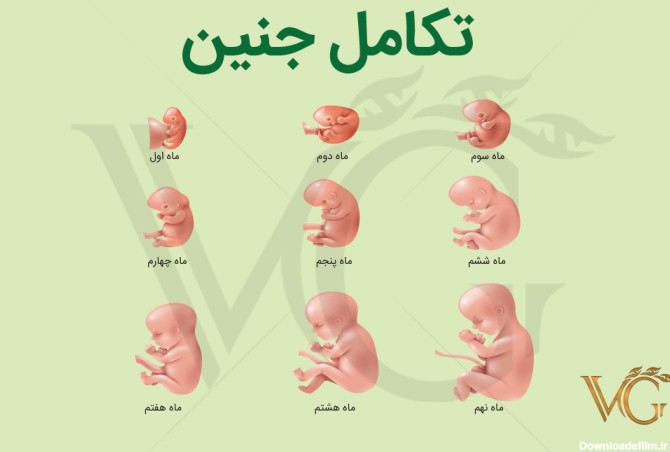 تکامل جنین شامل وقایع رشد جنین در طی دوران بارداری می باشد ...