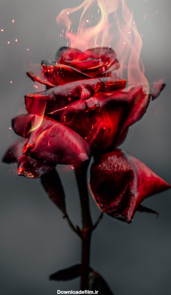 والپیپرهای «گل رز در حال سوختن در آتش» :: دانلود عکس پس‌زمینه