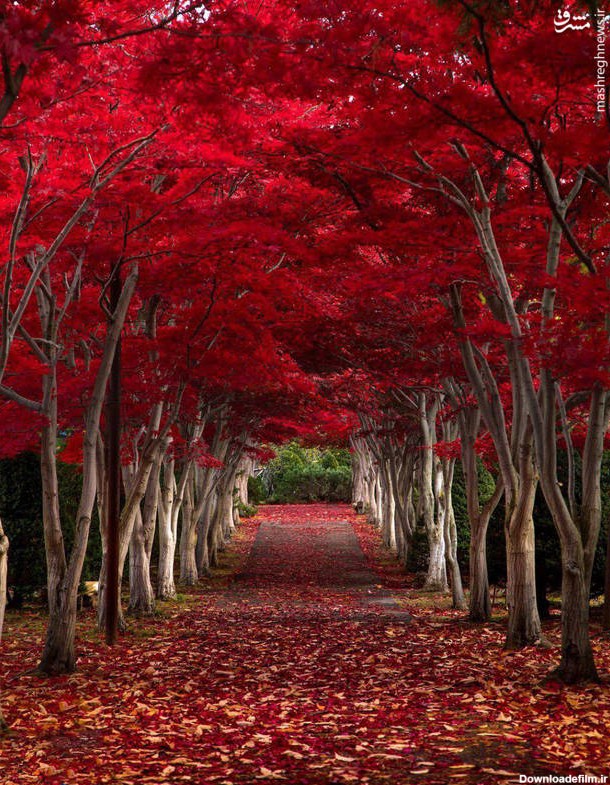 مشرق نیوز - عکس/ چتر قرمز درختان در ژاپن