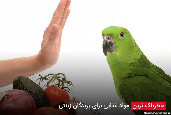 خطرناک ترین مواد غذایی برای پرندگان زینتی - چیکن دیوایس