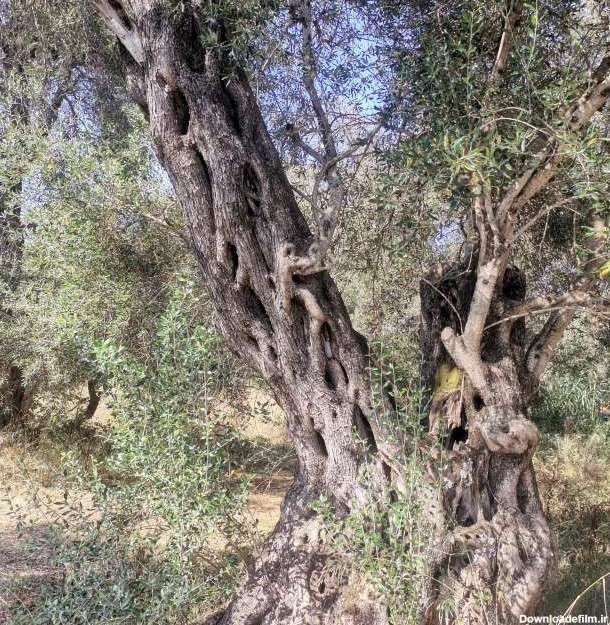 عکسهای جنگل. پیش بینی آب و هوا با عکس های زیبا از NikolayPaunchev در یونان