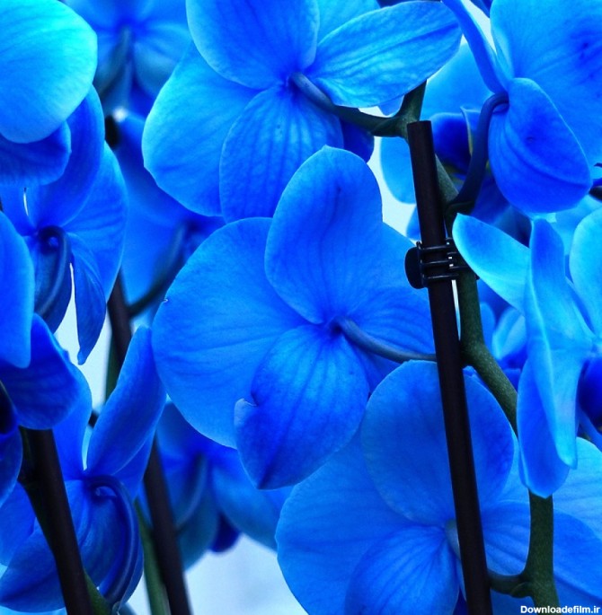 عکس انواع گل آبی