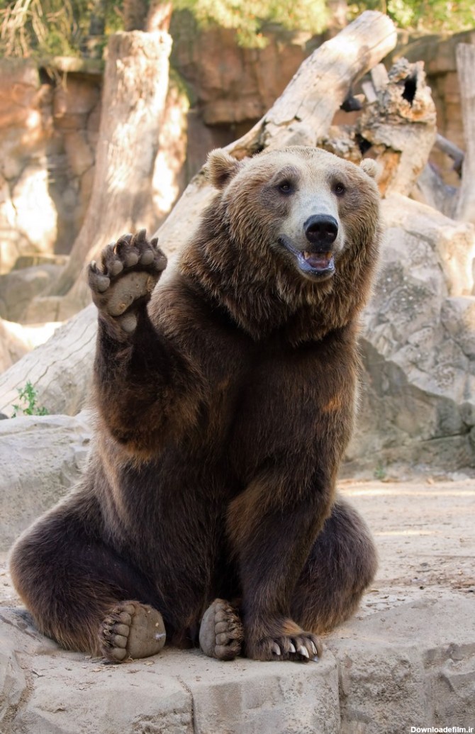 دانلود تصویر شاتراستوک خرس قهوه ای در حال سلام دادن در باغ ...