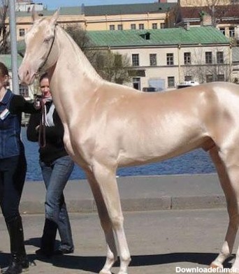 خرید ارزان اسب ایرانی اصیل