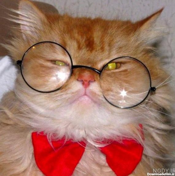 عکس گربه عینک دار