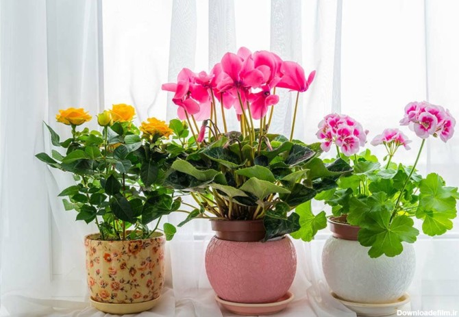 فرارو | ۱۰ تا از زیباترین و مقاوم‌ترین گیاهان آپارتمانی گل‌دار