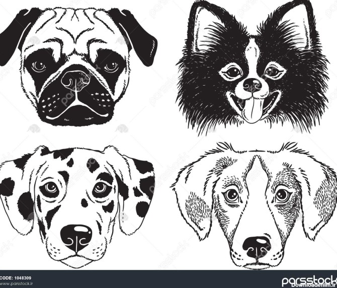 مجموعه ای از چهره 4 سگ : بزرگ، چیهواهوا ، دالماسی و یک سگ. سیاه و ...