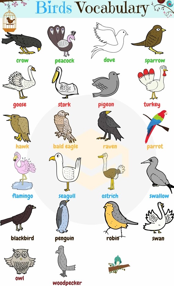 حیوانات به انگلیسی : 85 عنوان که باید بدانید! | موسسه زبان های ...