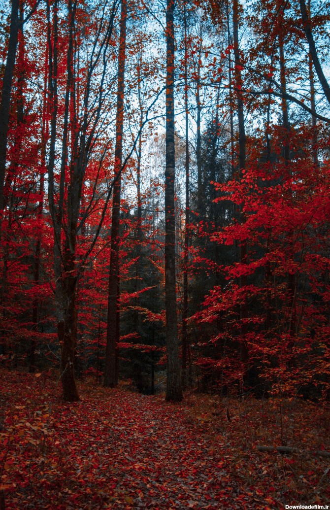 عکس زمینه درختان قرمز در جنگل پاییزی پس زمینه | والپیپر گرام