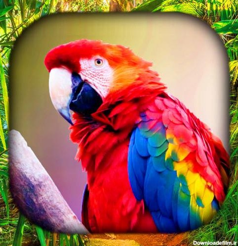 Tropical Birds Wallpaper Live - برنامه‌ها در Google Play