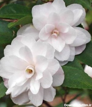 Camellia flower maintenance (6) آرگا