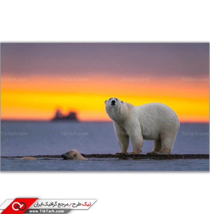 دانلود تصویر باکیفیت خرس قطبی | تیک طرح مرجع گرافیک ایران