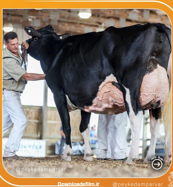 عکس هایی از گاوهای شیری برترعکس هایی از گاوهای شیری برتر | پیک دامپرور