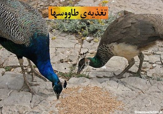 تغذیه ی طاووس