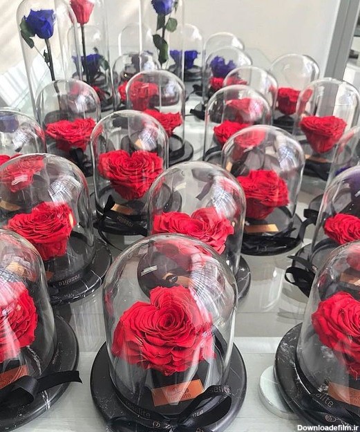 فروش گل رز 150 هزار تومانی در تهران + عکس