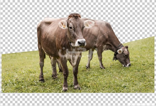 عکس بدون زمینه گاوها در مزرعه در حال چرا | بُرچین – تصاویر دوربری ...