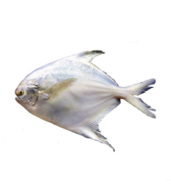 ماهی حلوا سفید کامل | مقایسه ، قیمت و خرید اینترنتی ماهی حلوا سفید ...