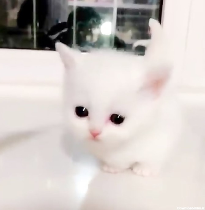بچه گربه سفید ناز و خوشگل