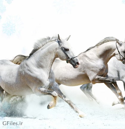 دانلود تصویر با کیفیت تاخت و تاز سه اسب سفید رنگ زیبا با ...