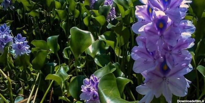 تصویر گل سنبل آبی
