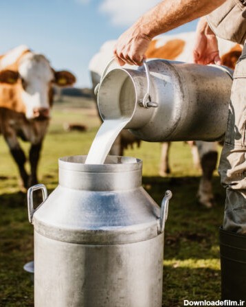 دستاورد محققان: اولین گاو تراریخته که در شیر خود پروتئین‌های انسولین انسانی دارد